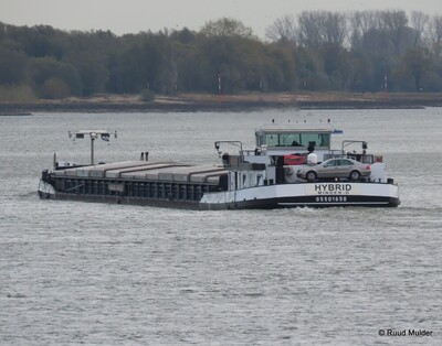 Hybrid te berg op de Rijn bij Emmerik.