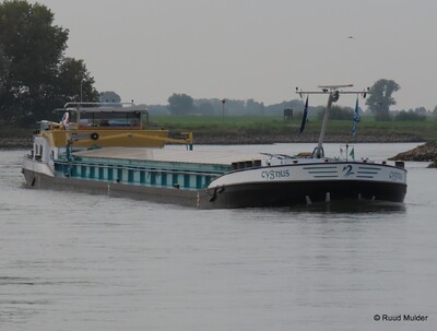 Cygnus afvarend op de IJssel bij Bronckhorst.