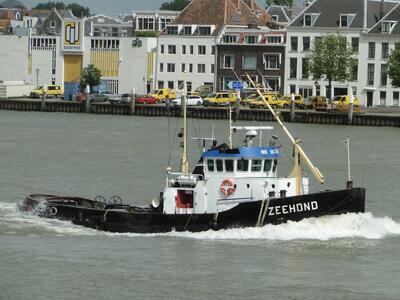 Zeehond Dordrecht.