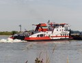 Veerhaven III - Waterbuffel op de Waal bij Rossum.