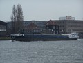 Dolfijn Binnen IJ Amsterdam.