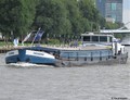 Tadorna op het Amsterdam Rijnkanaal.