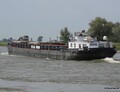 White opvarend op de IJssel bij Bronckhorst.