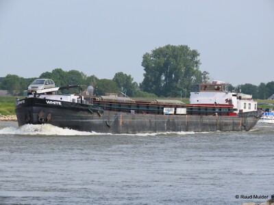 White opvarend op de IJssel bij Bronckhorst.