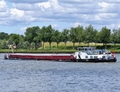 Leeuw op het Amsterdam-Rijnkanaal bij Nieuwegein.