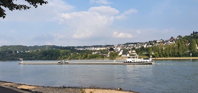 Chridi op de Rijn bij Neuendorf, Koblenz. 