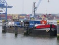 Cormoraan in de Waalhaven te Rotterdam.