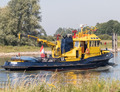 Sperwer op de IJssel in Zutphen.