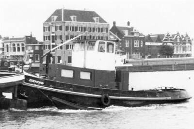 Zeehond in Dordrecht.