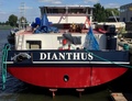 Dianthus bij scheepswerf Asto BV in Raamsdonksveer.