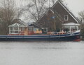 Belier in het Vuile Graft.