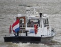 Zwaluw bij de Amsterdamsebrug op het A'dam-Rijnkanaal.