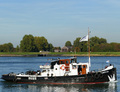 Tijgerhaai op de Nieuwe Waterweg bij Rozenburg.